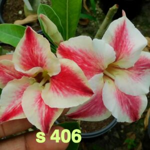 406